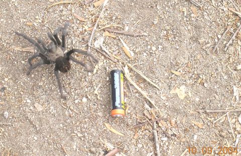 1994 Ford Bronco - Tarantula and battery on ground, date stamp 10.09.2004.