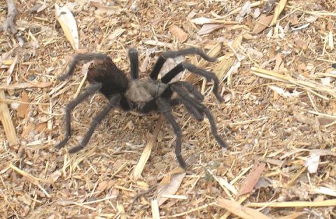 1994 Ford Bronco - A large tarantula is pictured on the ground covered with dry grass and leaves.