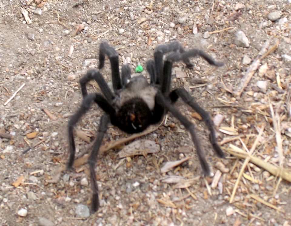 Tarantula on gravelly ground