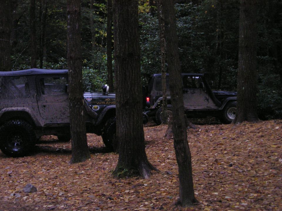 Two Jeep Wranglers parked among pine trees on a leaf-covered forest floor at dusk