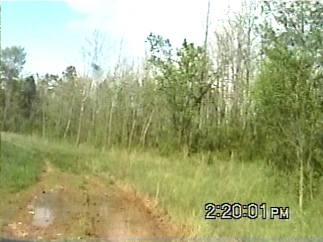 Muddy track through grassy field with trees