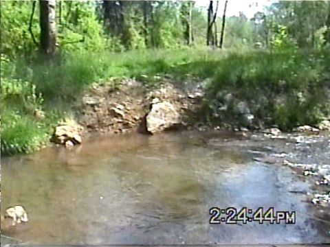 1988 Ford Bronco - A small white animal is visible in shallow water, with a wooded area behind it.