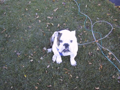 1993 Ford Bronco - An English Bulldog sits on a grassy lawn with several wires scattered around it.