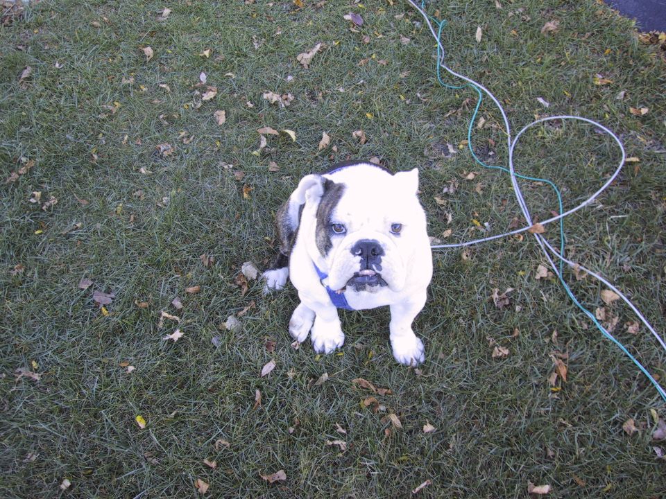 English Bulldog sitting on grass with wires