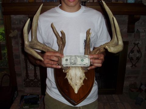 1990 Ford Bronco - Large deer antlers displayed on a wooden plaque, with a dollar bill used to show size.