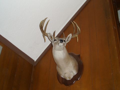 1990 Ford Bronco - A mounted deer head with large antlers is displayed indoors on a wood-paneled wall.