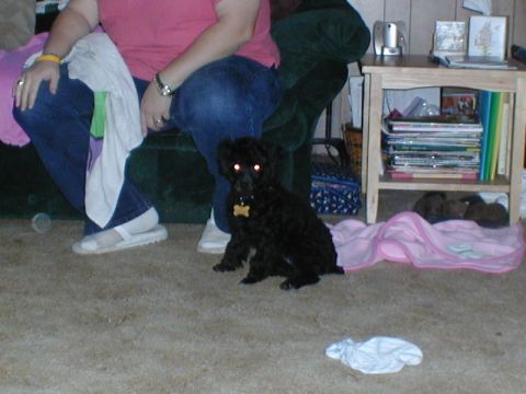 1997 Ford Expedition - A black poodle dog sits on a carpeted floor next to a person and a wooden side table.