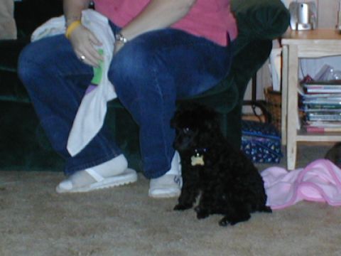 1997 Ford Expedition - A small black poodle puppy sits patiently on the carpet next to a person's legs.