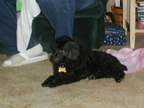 1997 Ford Expedition - A black poodle rests on the carpet next to a person's legs and a green chair.
