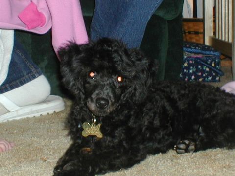 1997 Ford Expedition - A black poodle rests on a carpeted floor, wearing a distinctive bone-shaped tag around its neck.
