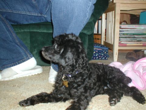 1997 Ford Expedition - A black poodle rests on the carpet indoors, with people and furniture in the background.