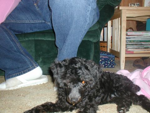 1997 Ford Expedition - A black poodle mix dog rests on the carpet next to a green couch and a wooden side table.