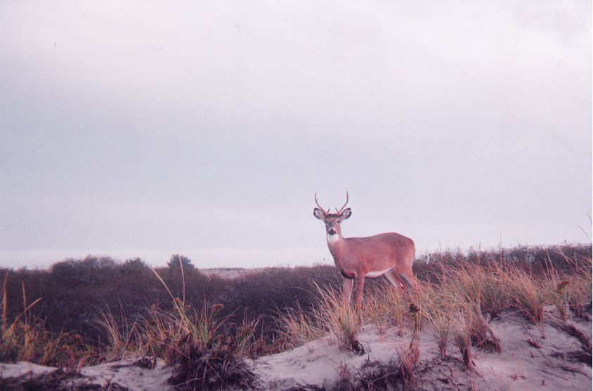 White-tailed buck standing on a grassy sand dune under an overcast sky