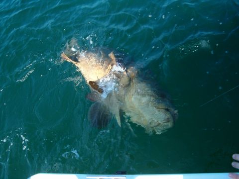1991 Ford Bronco - A large fish is being reeled in from the water, splashing as it struggles.