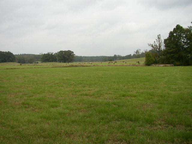 Grassy field with cattle and trees under a cloudy sky. Supermotors.net logo