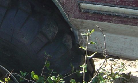 1993 Ford Bronco - Close-up view of a vehicle's tire and lower body panel, partially obscured by foliage.