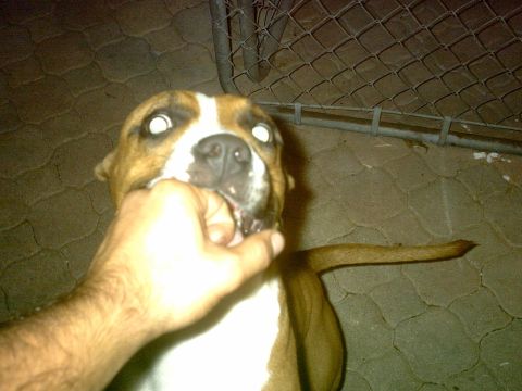 1992 Ford Bronco - A dog is playfully biting a person's hand, with a chain-link fence in the background.