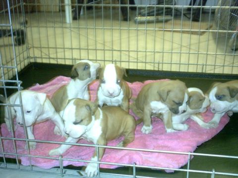 1992 Ford Bronco - A litter of puppies are kept in a cage on a pink blanket.
