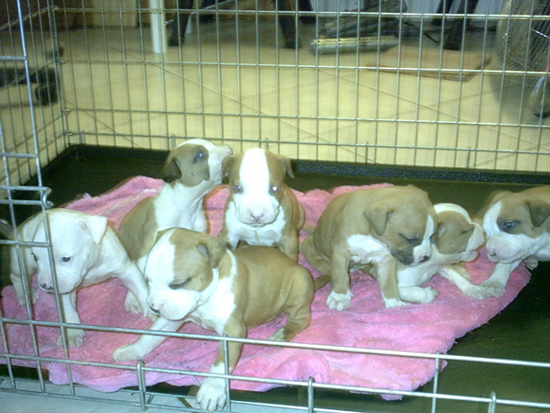 Several puppies on a pink blanket inside a metal cage