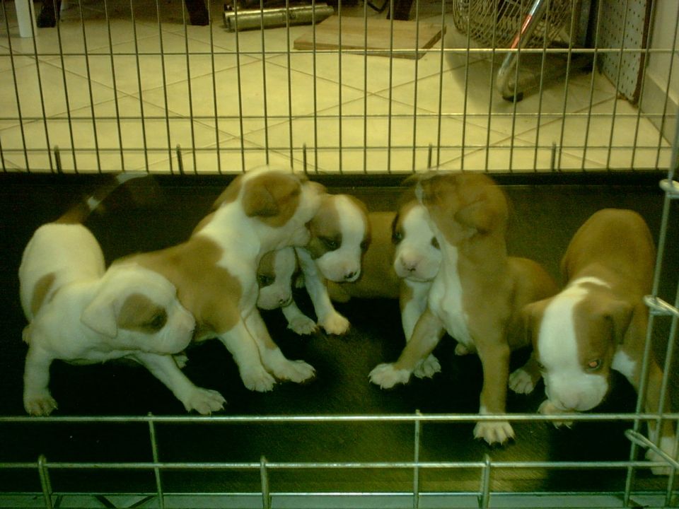 Several puppies are inside a metal crate. One puppy is on the left, facing away from the camera. Three other puppies are in the center and right of the crate