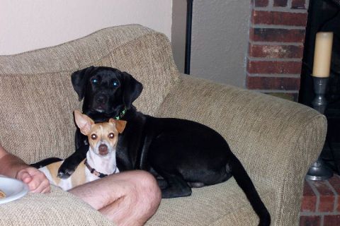 1992 Ford Bronco - Hank is the (female) rat terrier, Somebody is the black lab/something else dog