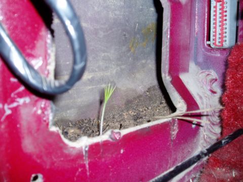 1990 Ford Bronco - A small plant grows from the interior of a vehicle, indicating neglect or neglect.