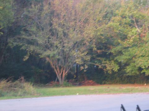1988 Ford Bronco - A roadside scene with trees and a watermark, no vehicle is visible.