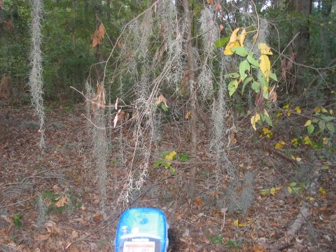 1988 Ford Bronco - A blue geocaching device rests on the ground amidst fallen leaves and Spanish moss.