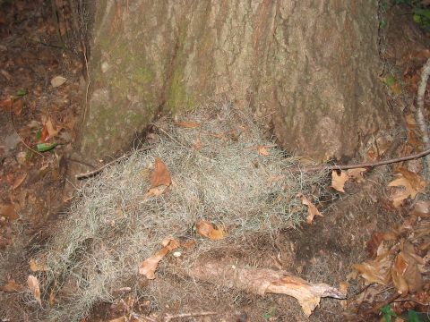 1988 Ford Bronco - A tree base is camouflaged with Spanish moss and fallen leaves, blending into the forest floor.