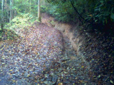 1985 Ford Bronco - A muddy forest road shows evidence of vehicle passage through dense woods.