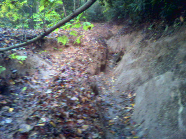 Muddy forest path covered in fallen leaves, with a fallen branch overhead