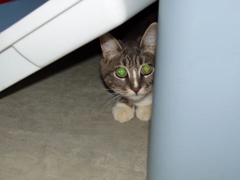 1985 Ford Bronco - A curious cat with striking green eyes peers out from a hidden spot, its gaze fixed on the viewer.