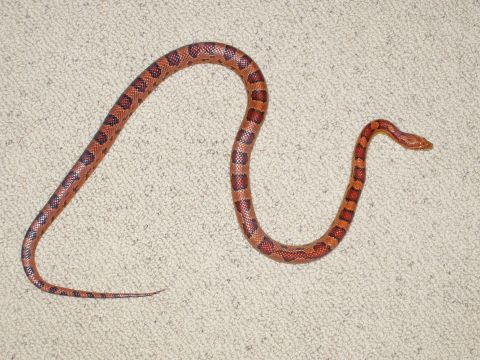 1985 Ford Bronco - A corn snake with distinctive red and orange markings is coiled on a textured carpet. The image includes a SuperMotors watermark.