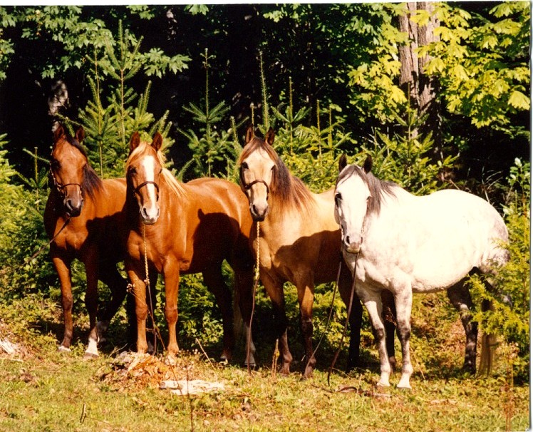 Four bridled horses standing together at the edge of a wooded field
