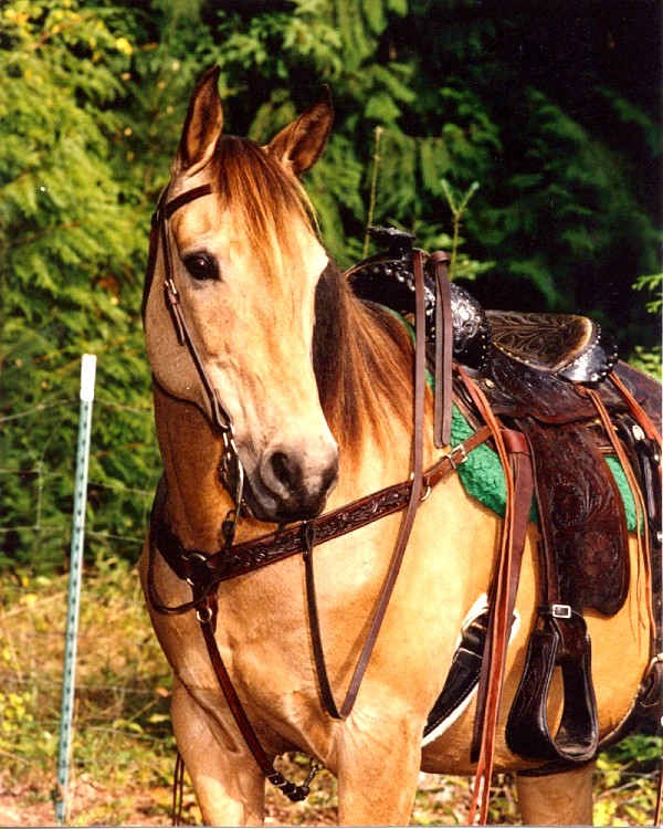 Buckskin horse in a western saddle and bridle standing by a fence