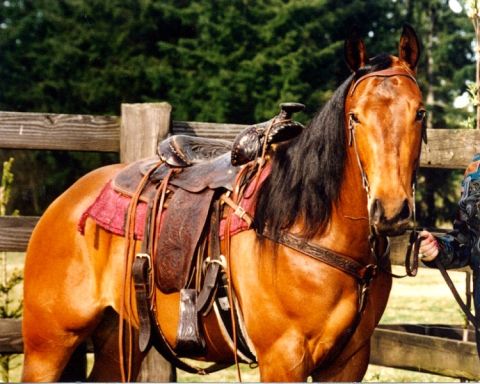 1977 Ford F-150 - Missy under saddle