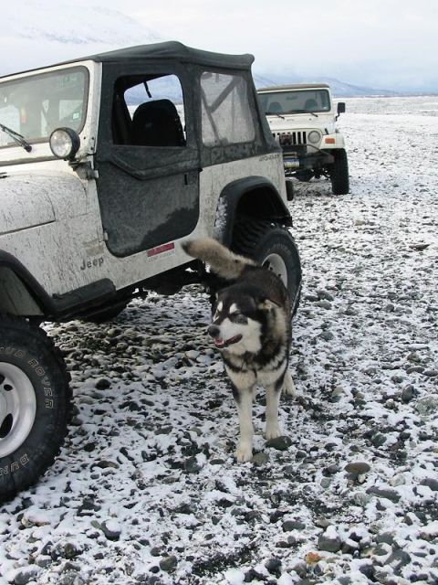 1985 Ford Bronco - One of the dogs on the trip.