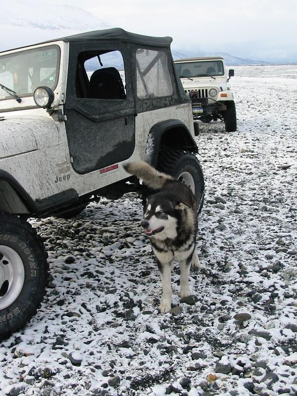 One of the dogs on the trip.