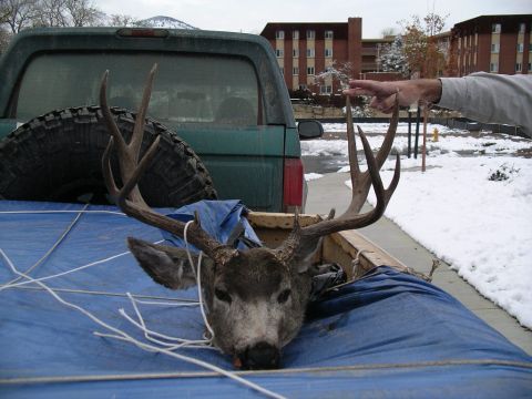 1996 Ford Bronco - A hunter's prize, a deer head and antlers, is loaded into the bed of a green truck on a snowy day.