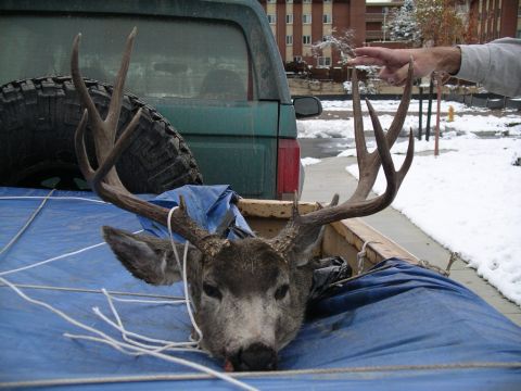 1996 Ford Bronco - Deer head and antlers loaded into the bed of a 1996 Ford Bronco.