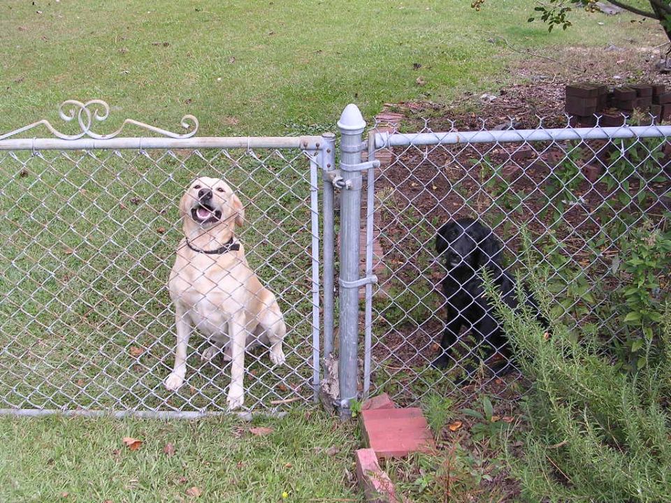 The reasons why you cant leave anything in my backyard