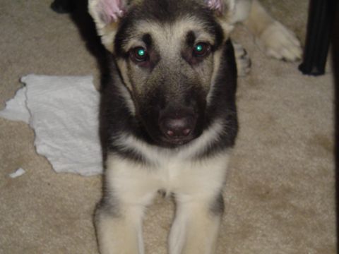 1990 Ford Bronco - A young German Shepherd with striking green eyes is the subject of this indoor photograph.