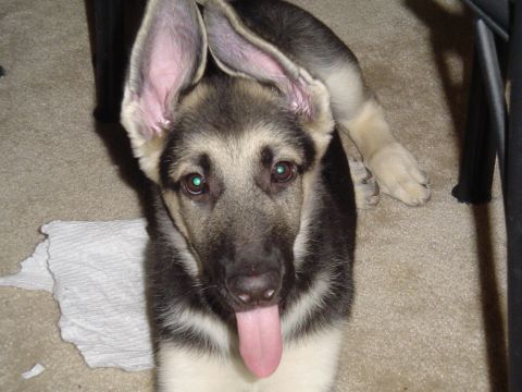 1990 Ford Bronco - A German Shepherd puppy with large ears and a pink tongue hanging out sits on a carpeted floor.