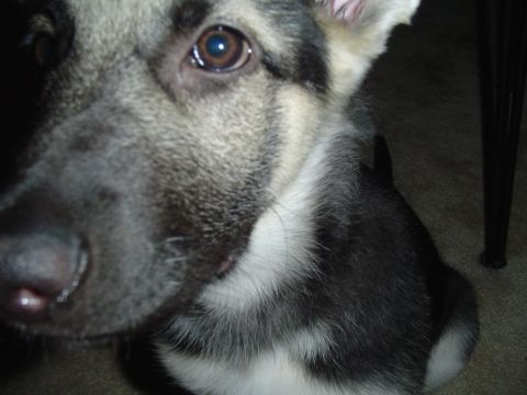 1990 Ford Bronco - A dog's face is shown in a close-up photo.