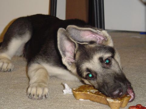 1990 Ford Bronco - A young German Shepherd puppy lies on a carpet, gnawing on a bone.