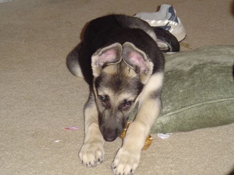 1990 Ford Bronco - A young German Shepherd puppy rests on the floor near a pillow and a shoe.