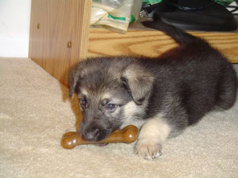 1990 Ford Bronco - A young puppy gnaws on a bone while lying on a carpeted floor.