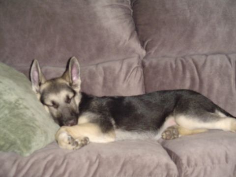 1990 Ford Bronco - A young German Shepherd rests peacefully on a plush couch, its eyes closed in slumber.