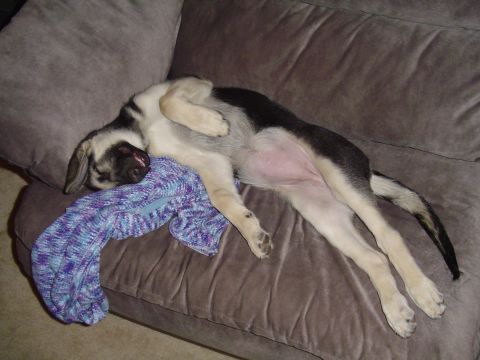 1990 Ford Bronco - Puppy sleeping on a couch with a blanket.