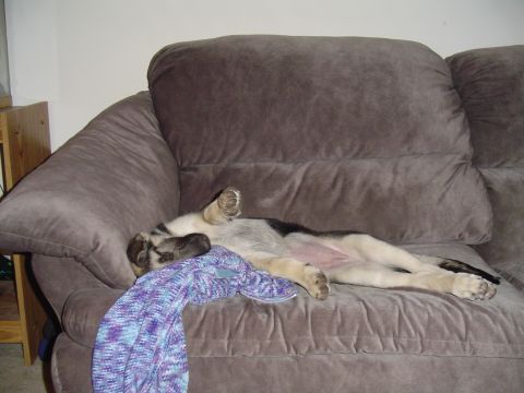 1990 Ford Bronco - A dog is sprawled out on a couch, fast asleep.